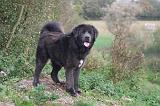 DOGUE DU TIBET 609